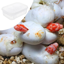 Cargar imagen en el visor de la galería, BOX de incubación - ReptilHábitat