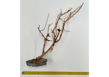 Cargar imagen en el visor de la galería, Árbol natural con base de piedra