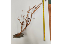 Cargar imagen en el visor de la galería, Árbol natural con base de piedra