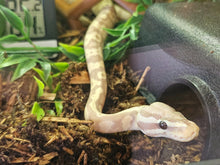 Cargar imagen en el visor de la galería, Cuevas de plástico - ReptilHábitat