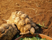 Cargar imagen en el visor de la galería, Sustrato PREMIUM para tortugas de tierra mezcla