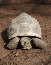 Cargar imagen en el visor de la galería, Sustrato PREMIUM para tortugas de tierra mezcla