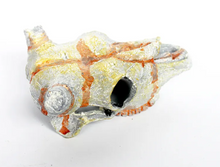 Cargar imagen en el visor de la galería, Cráneo de Bufalo NANO