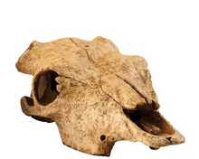 Cargar imagen en el visor de la galería, Cráneo de Búfalo GRANDE