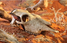 Cargar imagen en el visor de la galería, Cráneo de Búfalo GRANDE