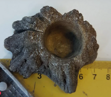 Cargar imagen en el visor de la galería, Cuenco de terrario XXS