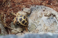 Cargar imagen en el visor de la galería, Bebedero a RAS, para enterrar