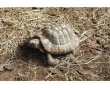 Cargar imagen en el visor de la galería, Sustrato PREMIUM para tortugas de tierra mezcla