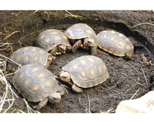 Cargar imagen en el visor de la galería, Sustrato PREMIUM para tortugas de tierra mezcla