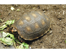 Cargar imagen en el visor de la galería, Sustrato PREMIUM para tortugas de tierra mezcla