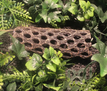 Cargar imagen en el visor de la galería, Esqueleto de cactus cholla