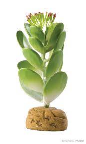Cactus Jade - Planta desértica Exo Terra