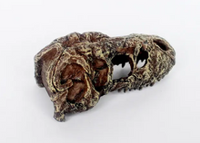 Cargar imagen en el visor de la galería, Cráneo de T-REX NANO