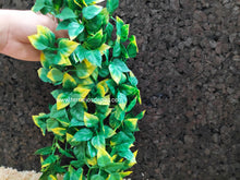 Cargar imagen en el visor de la galería, Plantas - Varios tipos y tamaños (6748943024327)