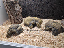 Cargar imagen en el visor de la galería, CUEVA NATURAL HIDING EXO TERRA (6748940009671)