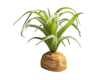 Cargar imagen en el visor de la galería, Planta Tillandsia de decoración para terrarios - ReptilHábitat