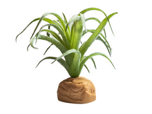 Cargar imagen en el visor de la galería, Planta Tillandsia de decoración para terrarios - ReptilHábitat