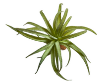 Cargar imagen en el visor de la galería, Planta Tillandsia de decoración para terrarios - ReptilHábitat