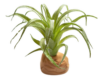 Cargar imagen en el visor de la galería, Planta Tillandsia de decoración para terrarios - ReptilHábitat
