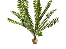 Cargar imagen en el visor de la galería, Planta Helecho 35cm de decoración para terrarios - ReptilHábitat