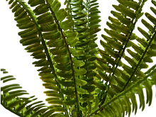 Cargar imagen en el visor de la galería, Planta Helecho 35cm de decoración para terrarios - ReptilHábitat