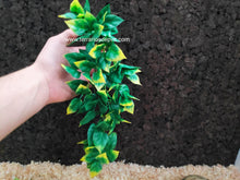 Cargar imagen en el visor de la galería, Plantas - Varios tipos y tamaños (6748943024327)