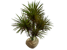 Cargar imagen en el visor de la galería, Planta Kleinia de decoración para terrarios - ReptilHábitat