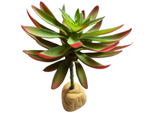 Cargar imagen en el visor de la galería, Planta Capitella de decoración para terrarios - ReptilHábitat