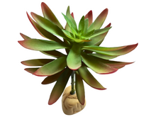 Cargar imagen en el visor de la galería, Planta Capitella de decoración para terrarios - ReptilHábitat