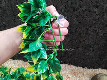 Cargar imagen en el visor de la galería, Plantas - Varios tipos y tamaños (6748943024327)