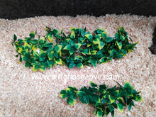 Cargar imagen en el visor de la galería, Plantas - Varios tipos y tamaños (6748943024327)