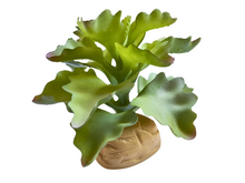 Cargar imagen en el visor de la galería, Planta Kalanchoe de decoración para terrarios - ReptilHábitat