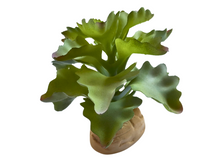 Cargar imagen en el visor de la galería, Planta Kalanchoe de decoración para terrarios - ReptilHábitat