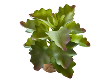 Cargar imagen en el visor de la galería, Planta Kalanchoe de decoración para terrarios - ReptilHábitat