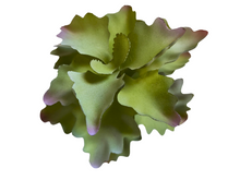 Cargar imagen en el visor de la galería, Planta Kalanchoe de decoración para terrarios - ReptilHábitat