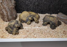 Cargar imagen en el visor de la galería, CUEVA NATURAL HIDING EXO TERRA (6748940009671)