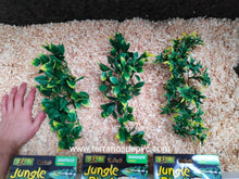 Cargar imagen en el visor de la galería, Plantas - Varios tipos y tamaños (6748943024327)