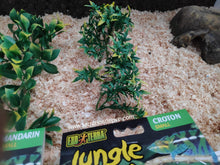 Cargar imagen en el visor de la galería, Plantas - Varios tipos y tamaños (6748943024327)