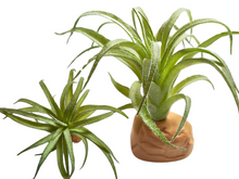 Cargar imagen en el visor de la galería, Planta Tillandsia de decoración para terrarios - ReptilHábitat