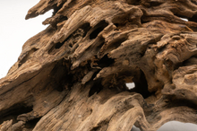 Cargar imagen en el visor de la galería, Tronco Dragon