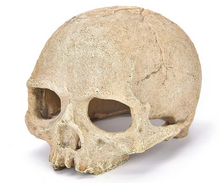 Cargar imagen en el visor de la galería, Cráneo refugio de decoración - ReptilHábitat