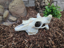 Cargar imagen en el visor de la galería, Cráneo de Bufalo Exo-Terra