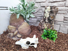 Cargar imagen en el visor de la galería, Cráneo de Bufalo Exo-Terra