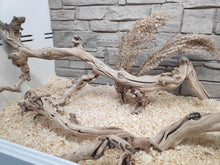 Cargar imagen en el visor de la galería, Rama FOREST BRANCH Exo-Terra
