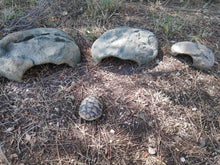 Cargar imagen en el visor de la galería, Cueva para reptiles