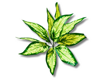 Cargar imagen en el visor de la galería, Planta Aglaonema de decoración para terrarios - ReptilHábitat