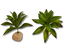 Cargar imagen en el visor de la galería, Planta Lilium de decoración para terrarios - ReptilHábitat