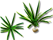 Cargar imagen en el visor de la galería, Planta Cinta de decoración para terrarios - ReptilHábitat
