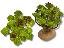 Cargar imagen en el visor de la galería, Planta Sedum de decoración para terrarios - ReptilHábitat
