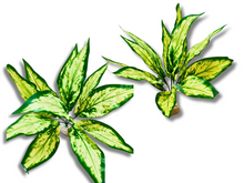 Cargar imagen en el visor de la galería, Planta Aglaonema de decoración para terrarios - ReptilHábitat